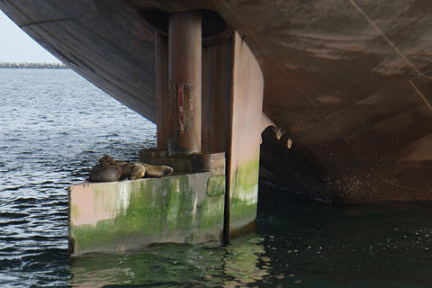 Sea Lions