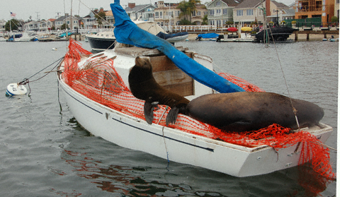 Sea Lions