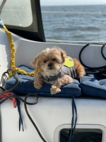 Harry-Mathias-Anne-Morkill-and-Daisy-from-aboard-the-Egret-our-Beneteau-Oceanus-361-6