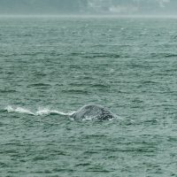 2026 Doublehanded Farallones (DHF) April 11, BAMA © Slackwater_SF