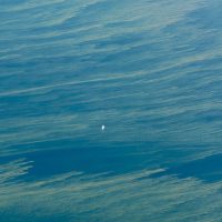 Lone sailboat sailing through an algae bloom on the Kattegat sea.