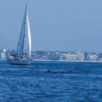 Knot Today and Profligate plus whale friends on the Bay.