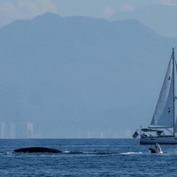 The Beneteau Oceanis Knot Today was our racing and dodging whales.