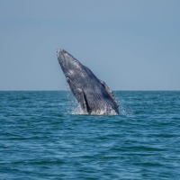 P2280380-scaled