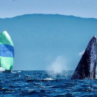 Is this a new type of buoy? Or is the whale waving a protest flag?