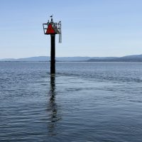 South Bay current on a channel marker.