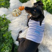 Fall harvest with Bertie in his Latitude 38 shirt © Monique Selvester