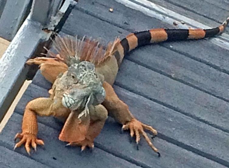 Iguana