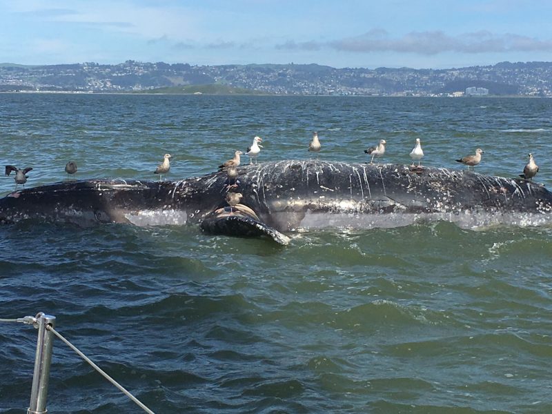 Whale on the Bay