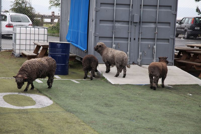 Sheep at Alameda Community Sailing Center