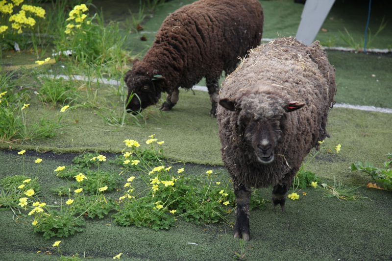 Sheep at Alameda Community Sailing Center