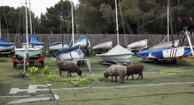 Sheep in front of boats on trailers