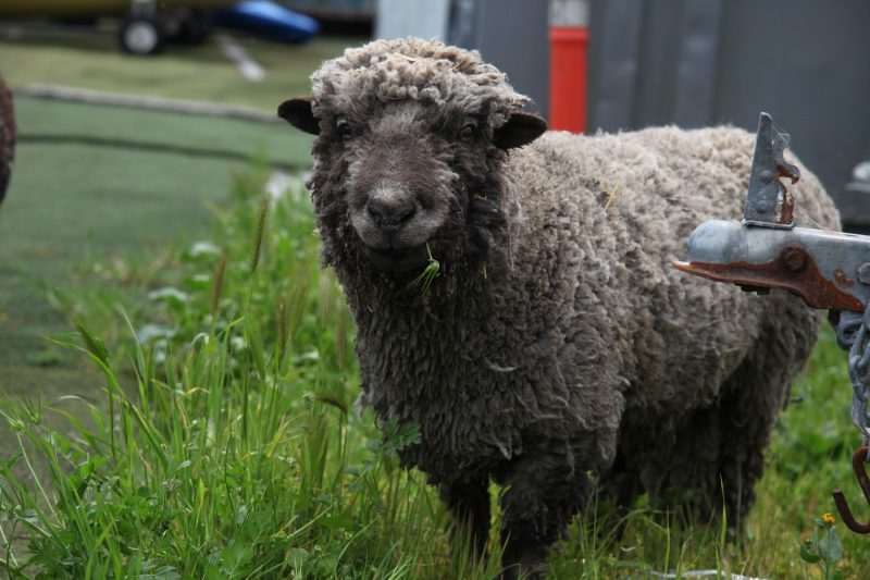 Sheep at Alameda Community Sailing Center