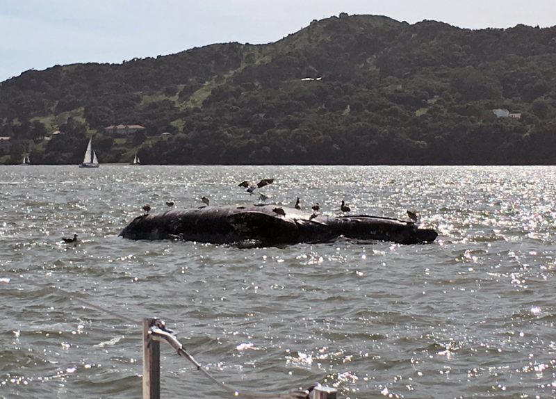 dead whale floating on the Bay