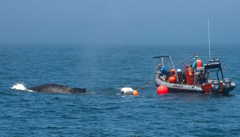 NOAA RIB with entangled whale