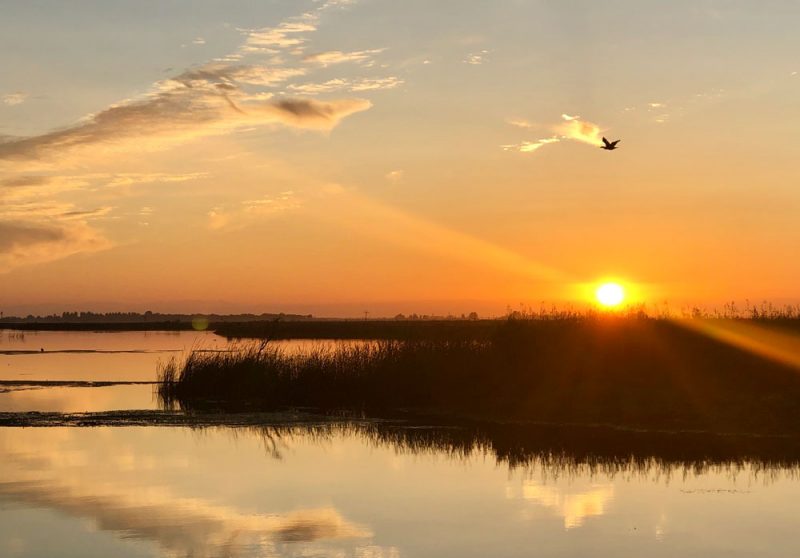 Sunset with bird