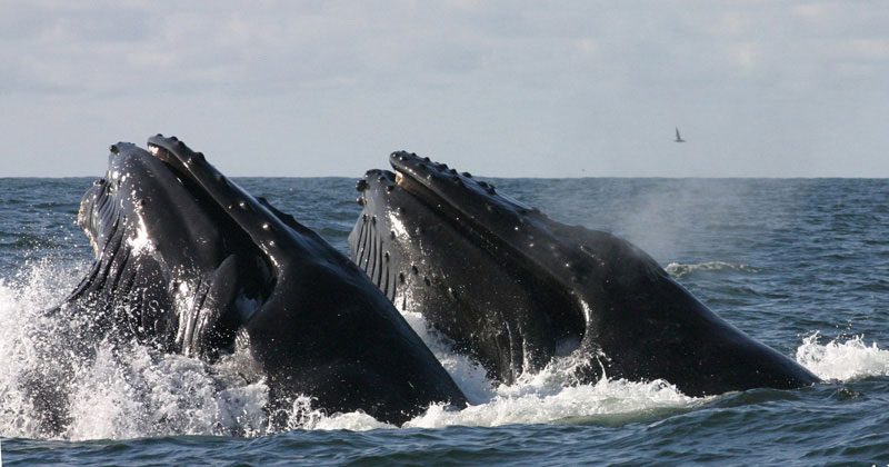 Two humpbacks lunge feeding