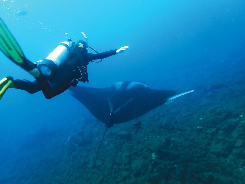 Diving with manta rays