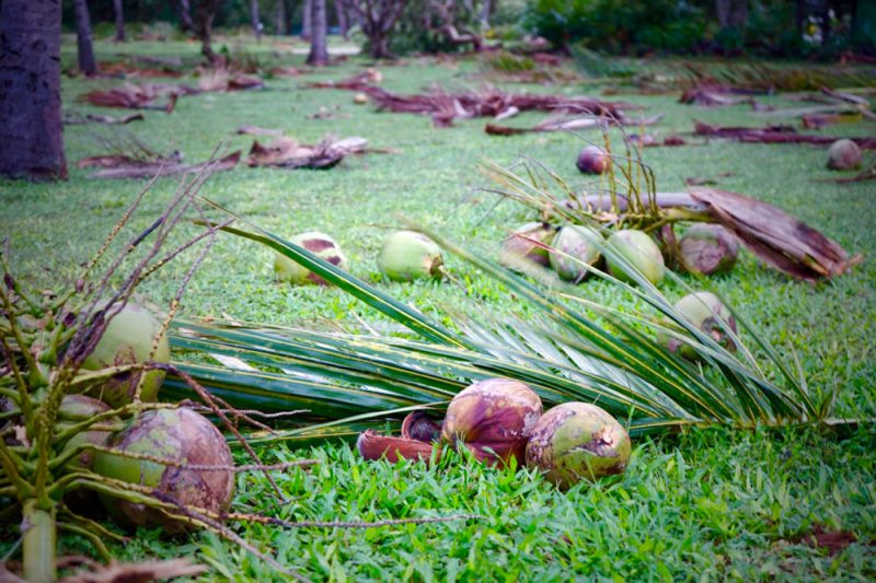 Coconuts strew the grass