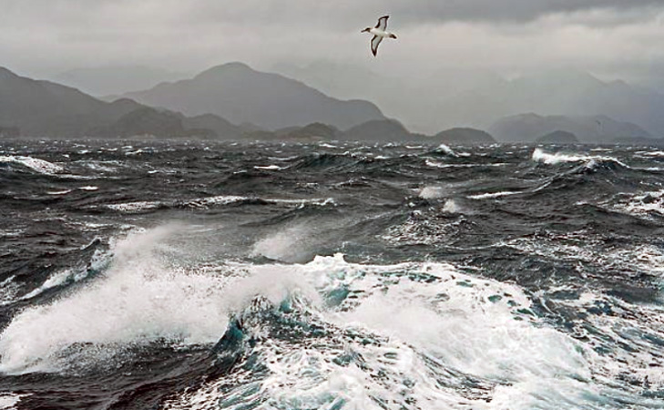 bird above choppy seas