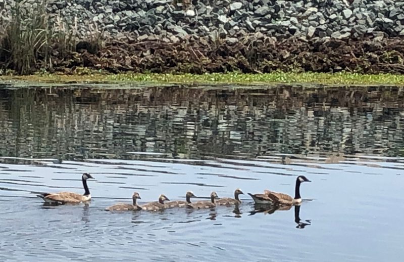 Family of geese swimming by