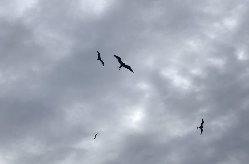 Frigate Birds in flight