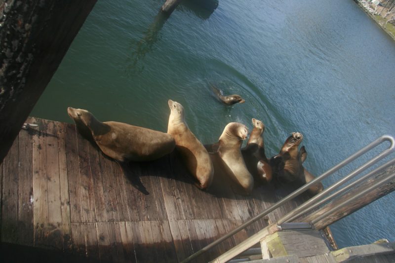 Sea lions bask on the old wooden docks