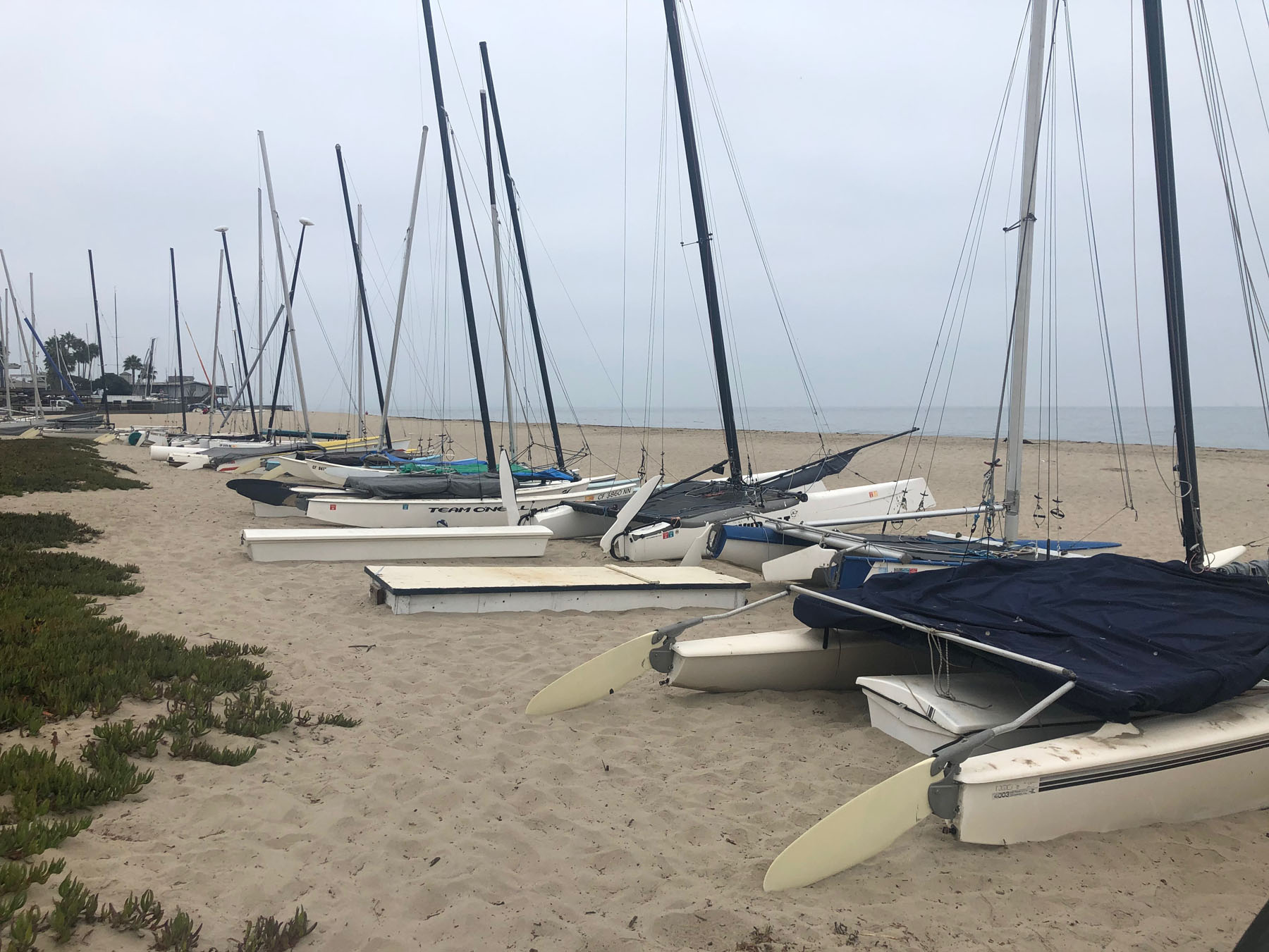 Santa Barbara Beach Cats