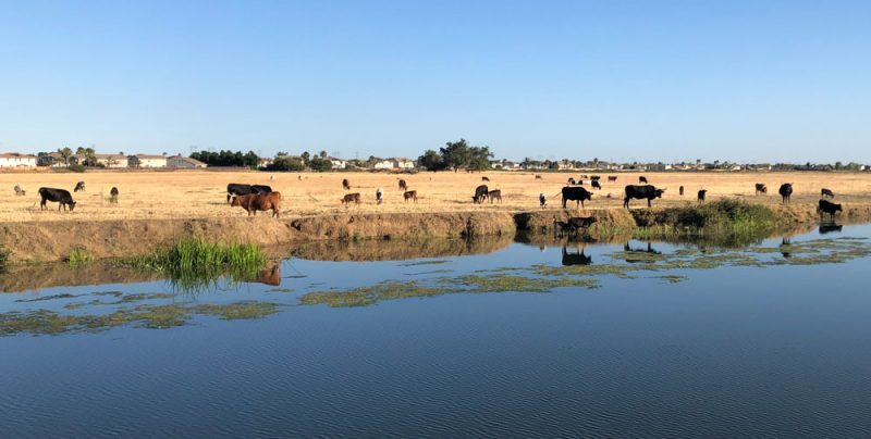 cattle by the riverbank