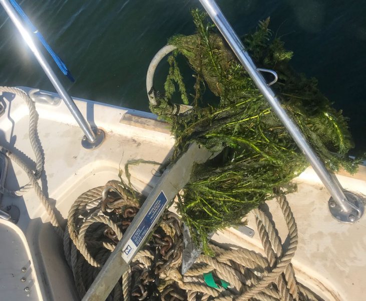 Weeds on anchor