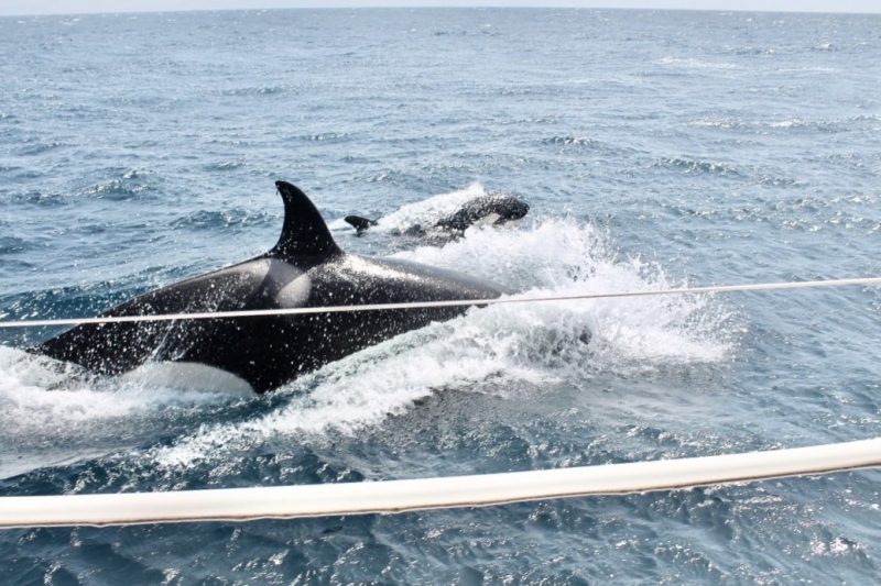 Orcas seen off the bow