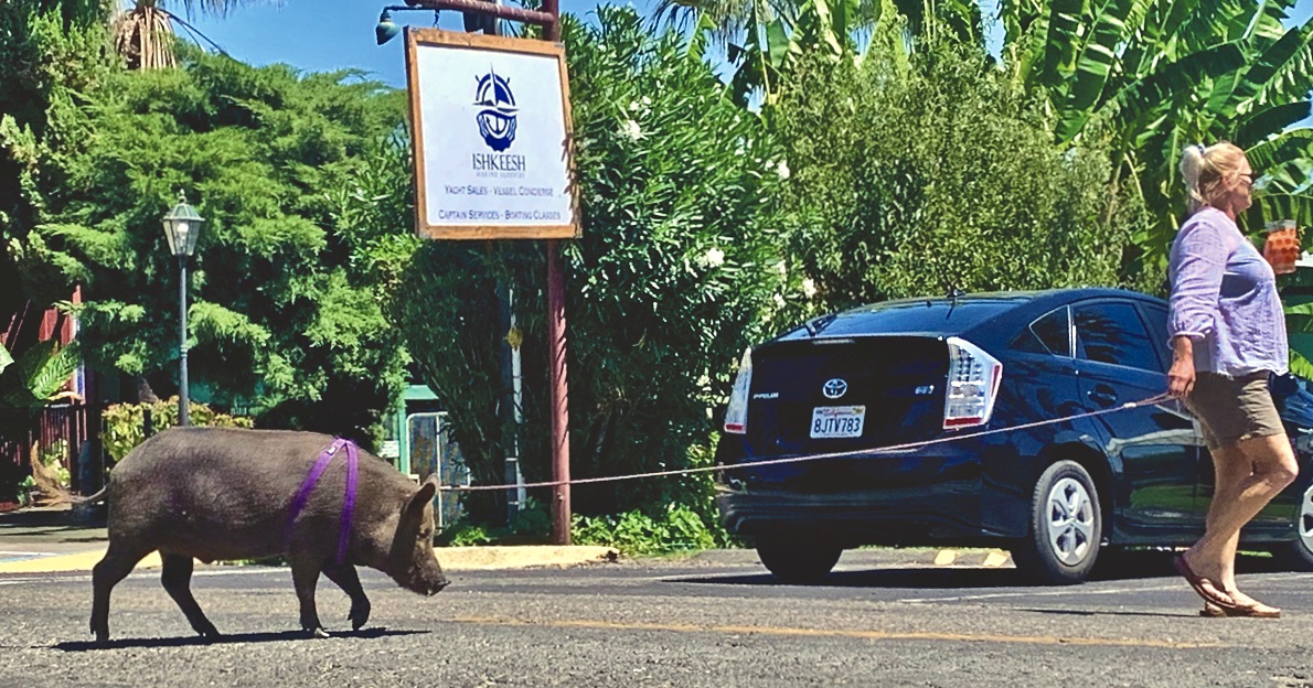 Luau the pig takes a walk