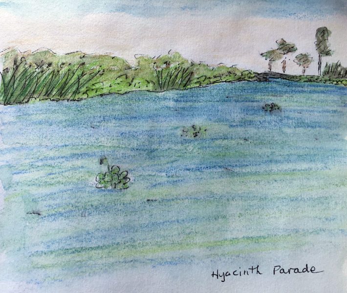 Hyacinth Parade watercolor