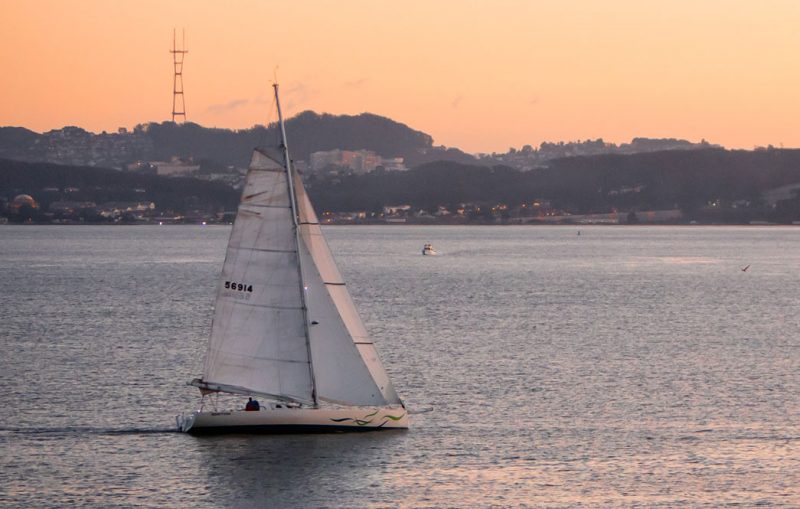 Sparrow sails past Sutro Tower