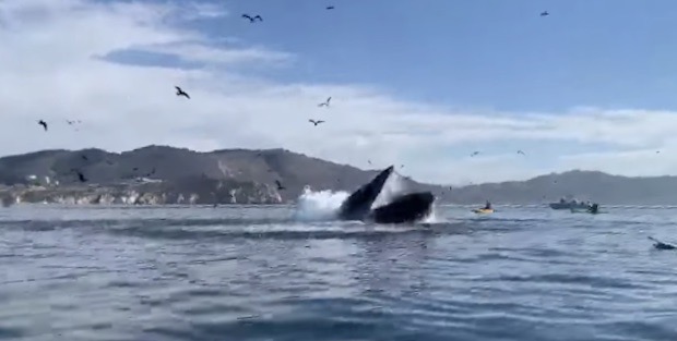 Whale video still shot