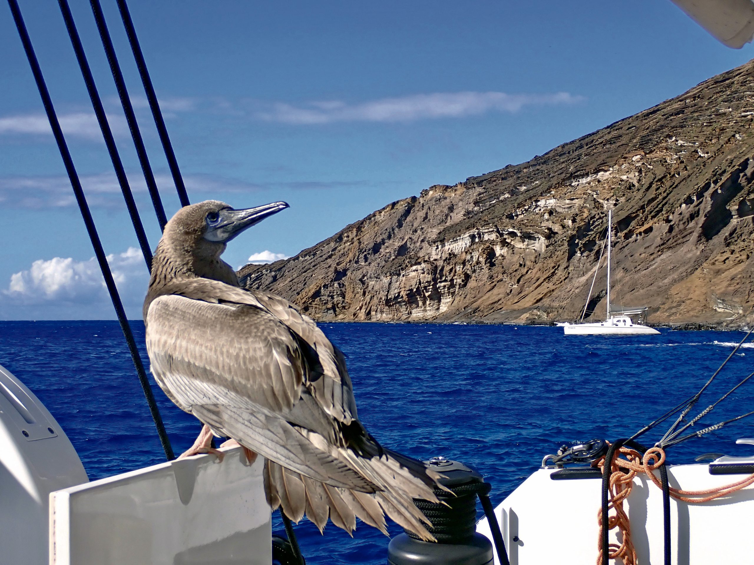 Boobie Bird on Lahua