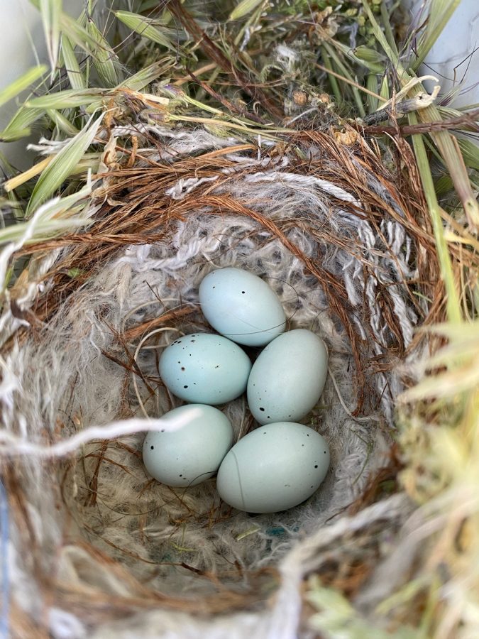 Bird eggs in the nest
