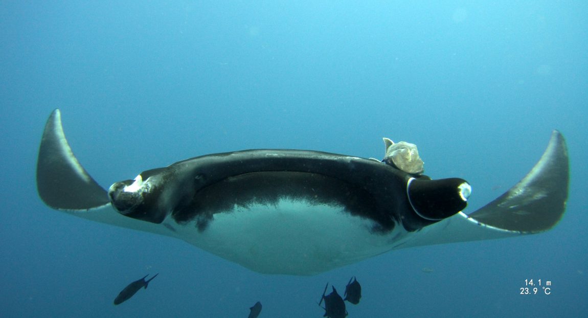 Manta ray front