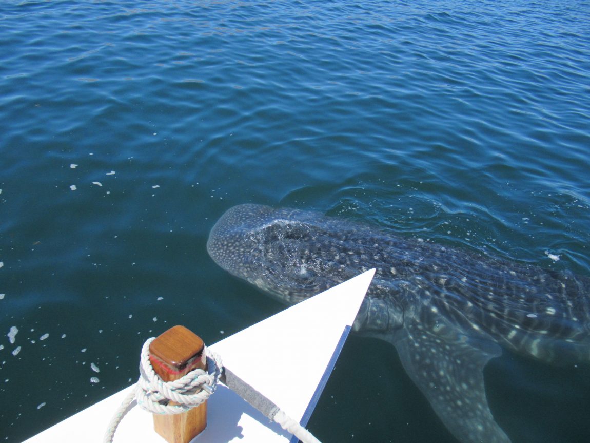 Whale shark