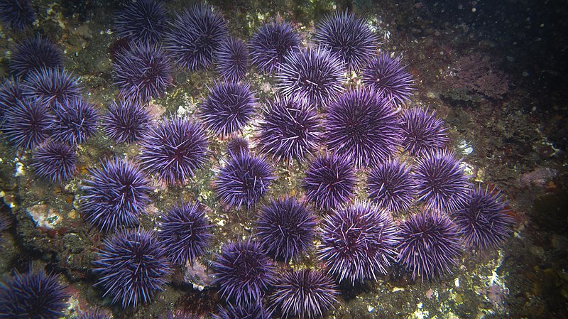 Purple Urchins have decimated the Kelp
