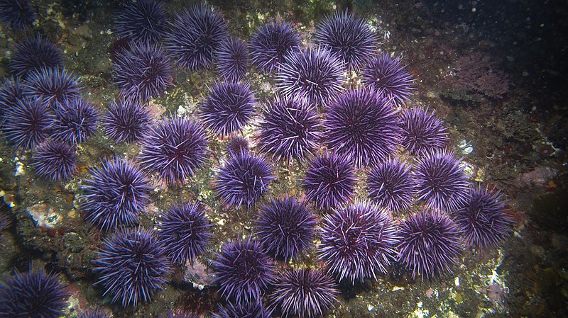 Purple Urchins