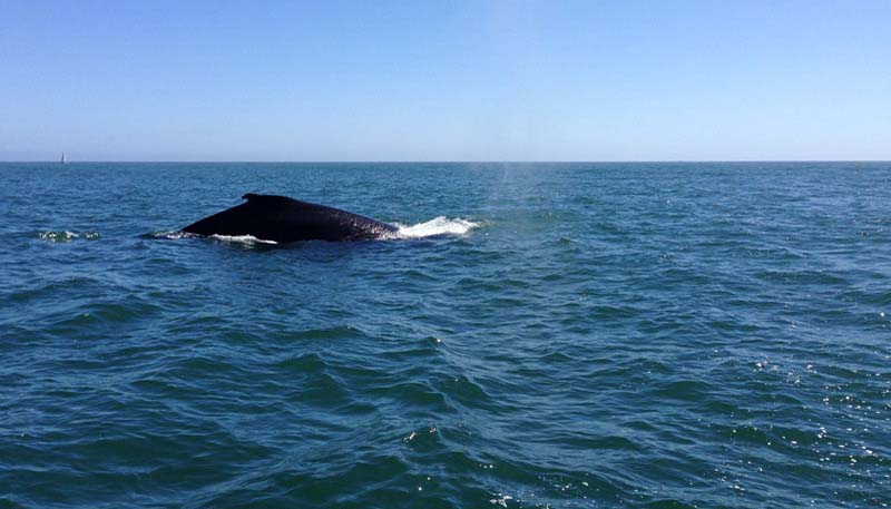 Whales on the Bay