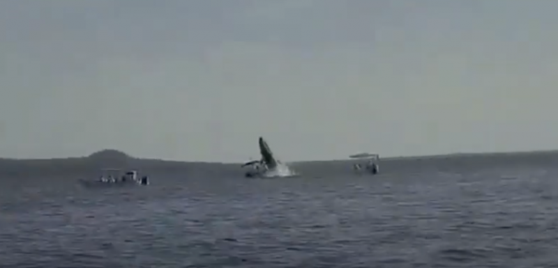 Whale landing on boat