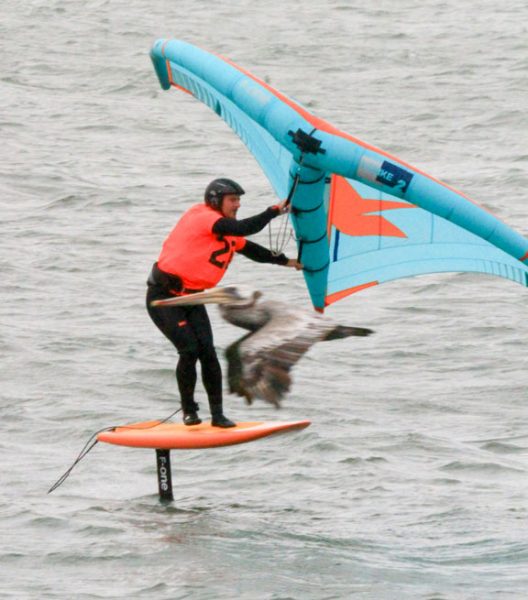 Wing sailor with brown pelican