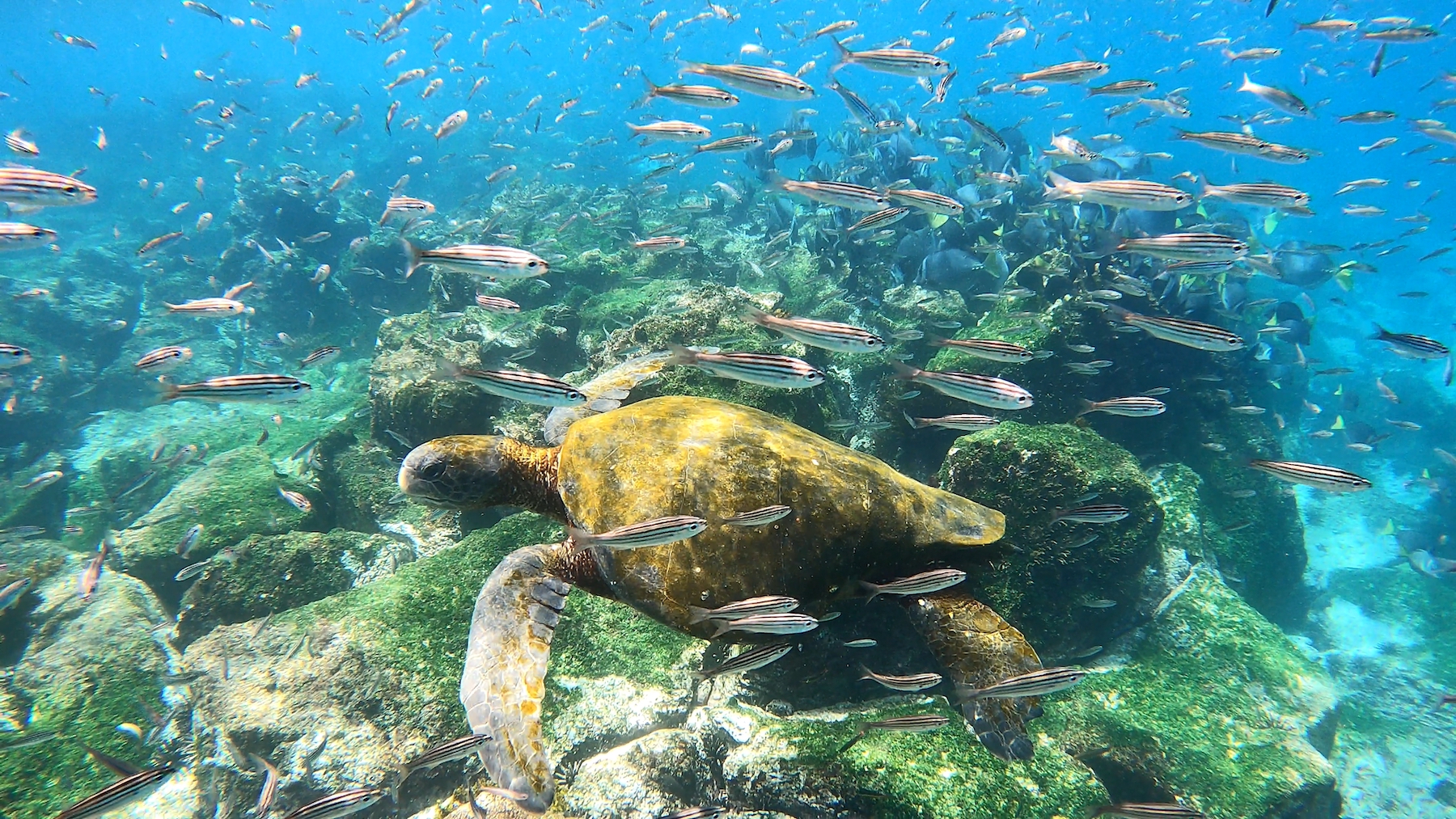 Galápagos National Park — A Dream Dive Destination