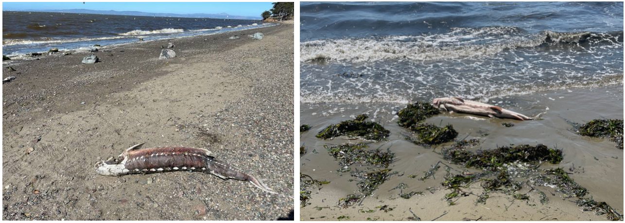 dead sturgeon on local beaches