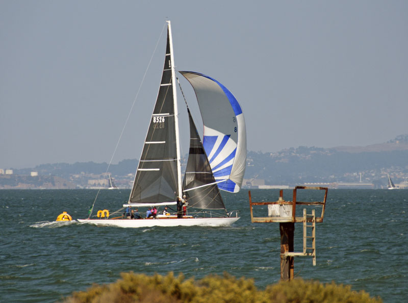 Yucca with spinnaker