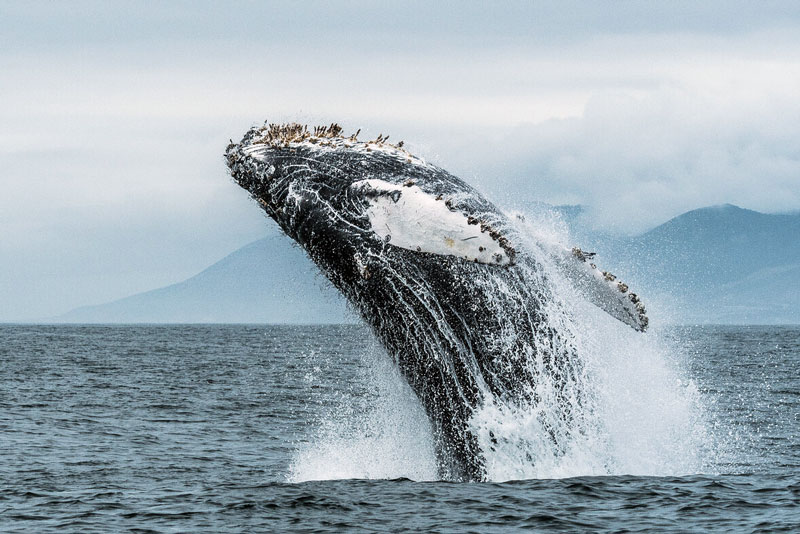 Humback whale breaching