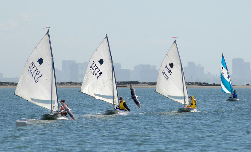 Sunfish racing