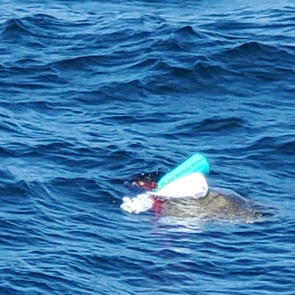 Turtle tangled at sea